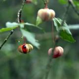 Būdai ir priemonės augalams stebėti
