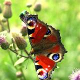 Drugelius, bites ir kitus vabzdžius priviliojantys augalai