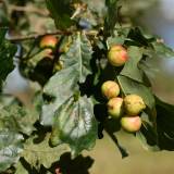 Iš kur atsirado obuoliai ant ąžuolo?