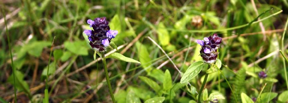 Juodgalvė ir ar visada ji juoda galva