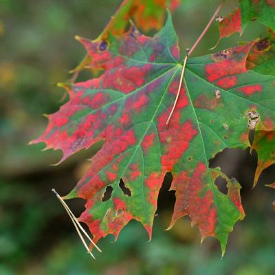 Graziai spalva keiciantis lapas