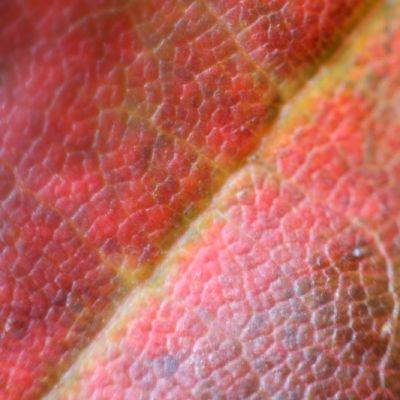 Klevo lapas is arti 2