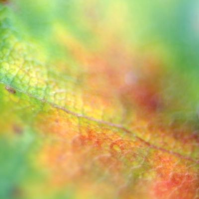 Klevo lapas is arti 3