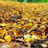 Kodėl rudenį lapai keičia spalvas ir nukrenta