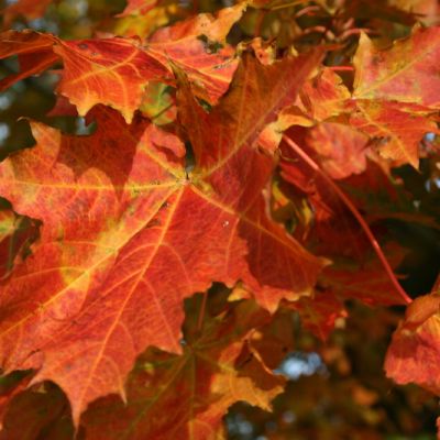 Raudoni klevo lapai