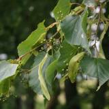 Kokios liepos auga Lietuvoje