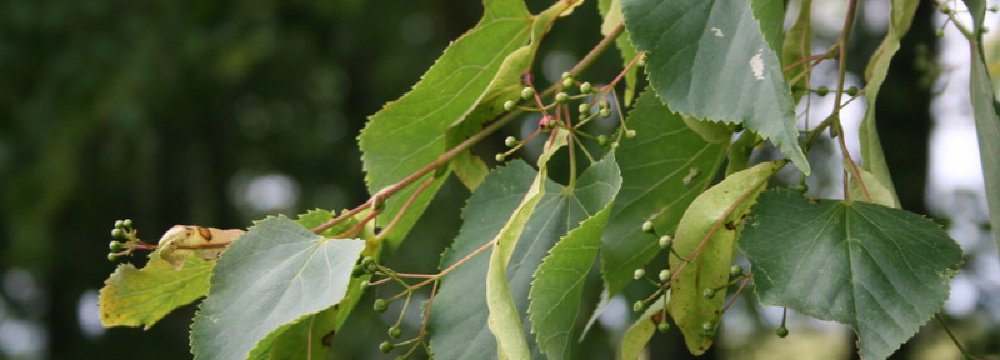 Kokios liepos auga Lietuvoje