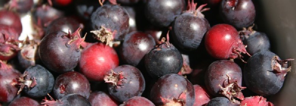 Lietuvos invaziniai augalai