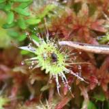 Lietuvos vabzdžiaėdžiai augalai