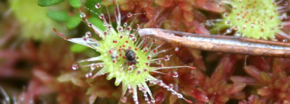 Lietuvos vabzdžiaėdžiai augalai