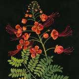 Mary Delany ir jos herbariumas iš popieriaus