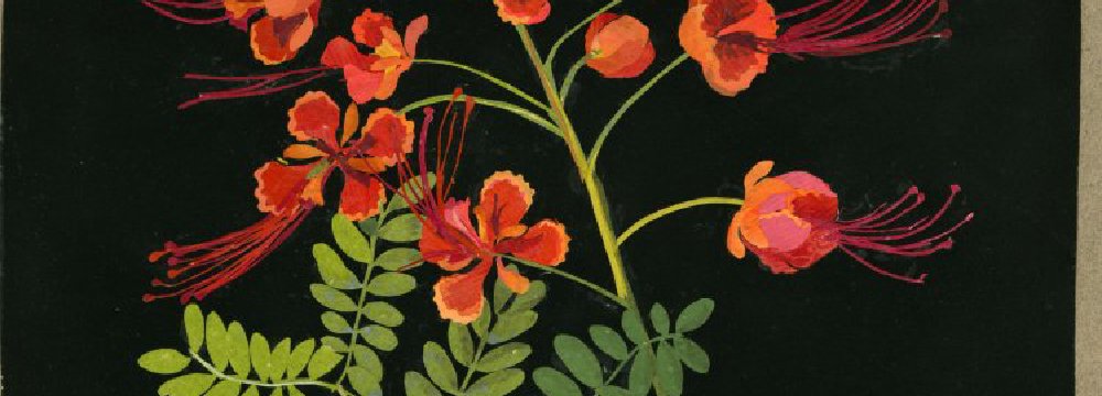 Mary Delany ir jos herbariumas iš popieriaus