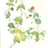 Netikėtas atpažinimas