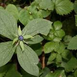 Nuodingosios uogos. 12 Lietuvos augalų, kurie sunokina žmogui kenksmingas ar nevalgomas uogas.