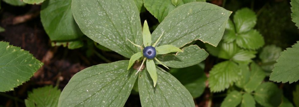Nuodingosios uogos. 12 Lietuvos augalų, kurie sunokina žmogui kenksmingas ar nevalgomas uogas.