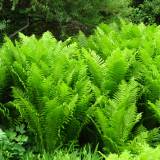 Paupinis jonpapartis - šlapynės galiūnas. Lietuvos gamtos įdomybės.