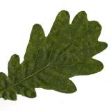 Skenuoti augalų lapai