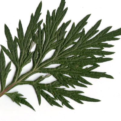 Paprastojo kiecio lapas