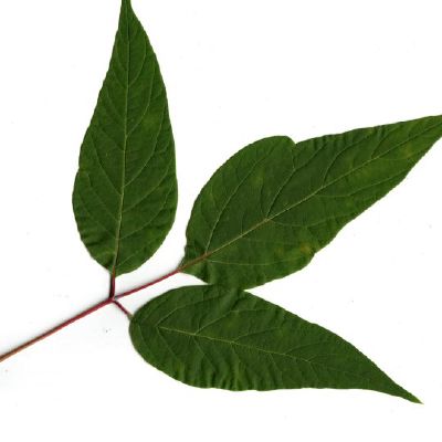 Uosialapio klevo lapas