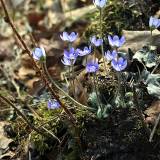 Žibutės. Visiems žinomos, vis dar paslaptingos.