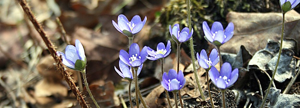 Žibutės. Visiems žinomos, vis dar paslaptingos.