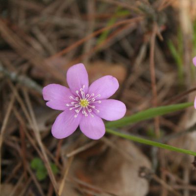 Zibuokles ziedai isskirtines spalvos 2