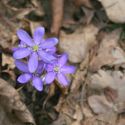 Zibuokles ziedai isskirtines spalvos