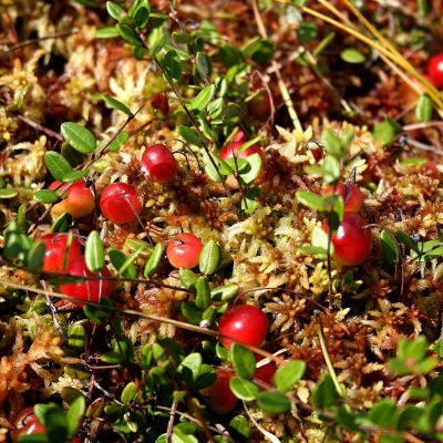 Gausybe nokstanciu spanguoliu