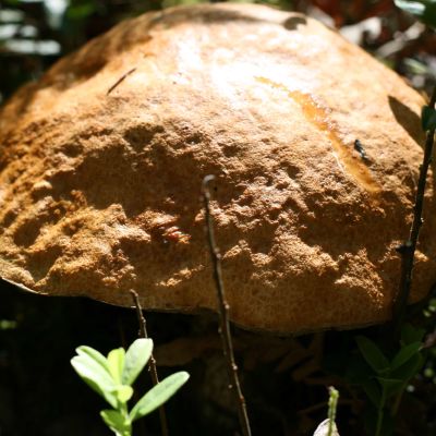 Milziniskas raudonvirsis