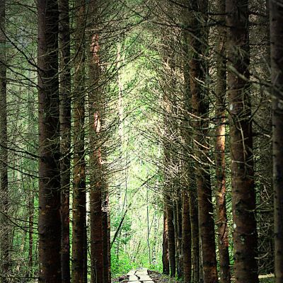 Pazintinio tako dalis