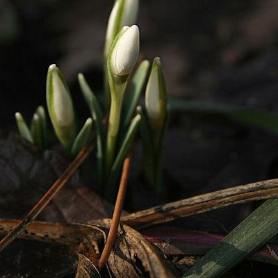 Tuoj žydės snieguolės