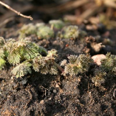 Dygsta dilgėlės ūgliai