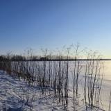 Augalų fotomedžioklė žiemą