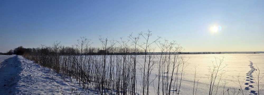 Augalų fotomedžioklė žiemą