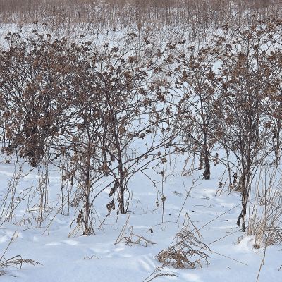 Varnalėšų stagarų giraitė