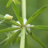 Baltos putos ant augalų. Iš kur jos?