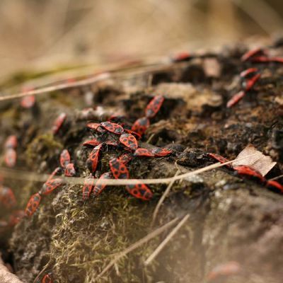 Blakes kareiveliai veikia