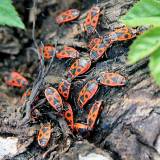 Blakės kareivėliai