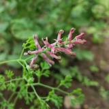 Botaniniai atradimai ravint daržą