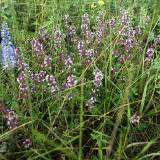 Čiobreliai stepinėje pievoje: Gamtos akimirka #2