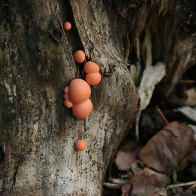 Rutuline raudene lycogala epidendrum