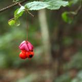 Karpotojo ožekšnio vaisiai : Gamtos akimirka #1