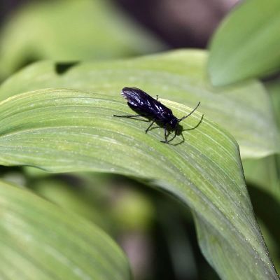 Baltasakninis pjuklelis