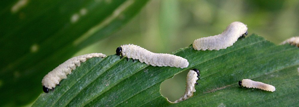 Kas nugraužė baltašaknės lapus? Phymatocera aterrima