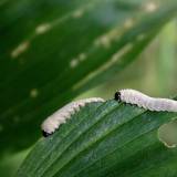 Kas nugraužė baltašaknės lapus? Phymatocera aterrima