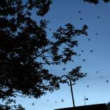 Kas sieja daug ore dūzgiančių karkvabalių ir vienus pirmųjų pavasario grybų?