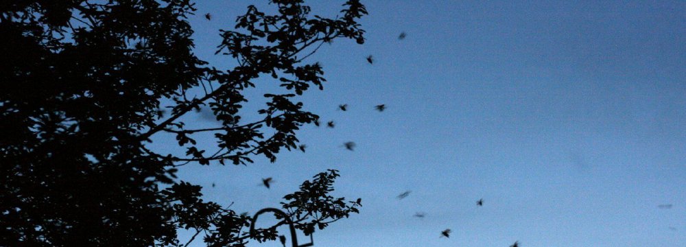 Kas sieja daug ore dūzgiančių karkvabalių ir vienus pirmųjų pavasario grybų?