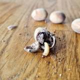 Kieti riešuto kevalai