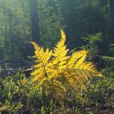 Kuo pasigrožėti gamtoje, kai kiti renka mėlynes