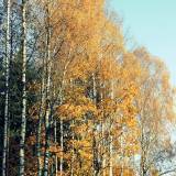 Medžiai fotografijose